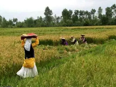 Rice harvest in Gilan.jpg