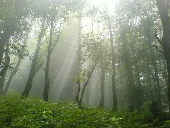 Sunshine through wood.jpg
